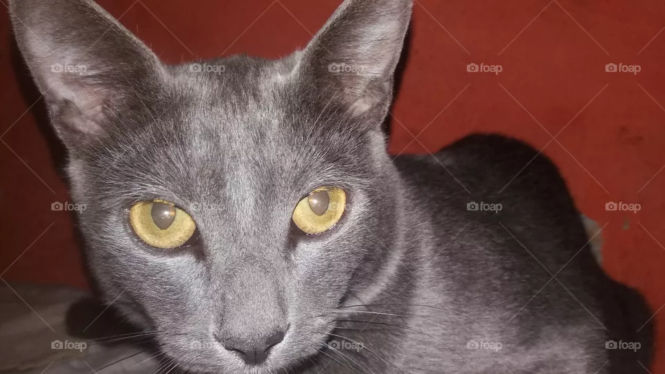 Feline