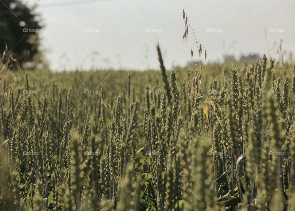 In the middle of wheat field