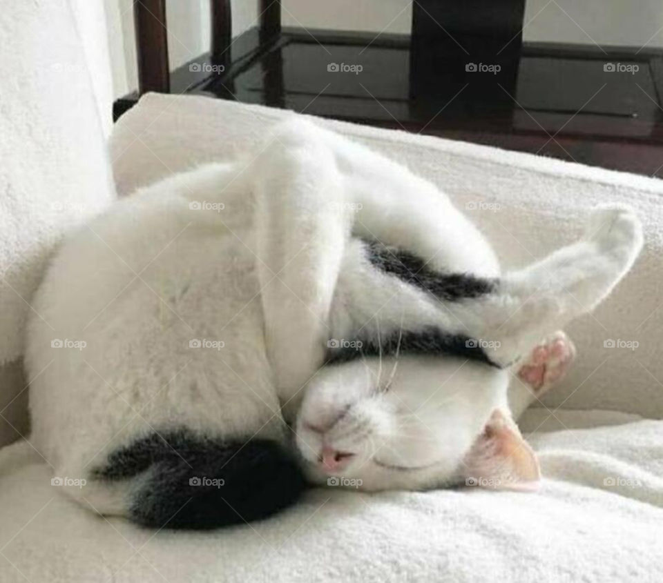 Yoga cat