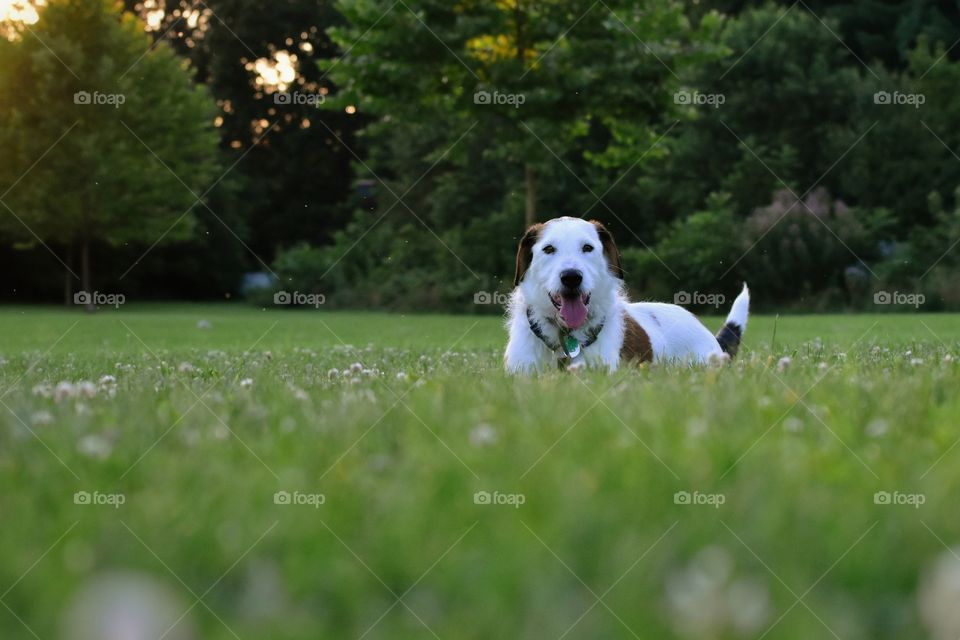 Beautiful terrier hound mixed breed dog playing in field of grass in summer evening sunlight 