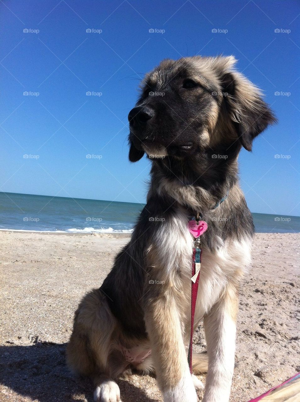 beach dog leo leonberger by mettlermayer