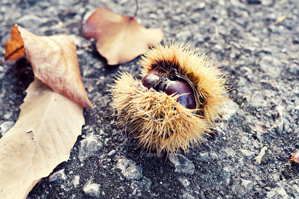 Autumn has arrived and chestnuts are falling