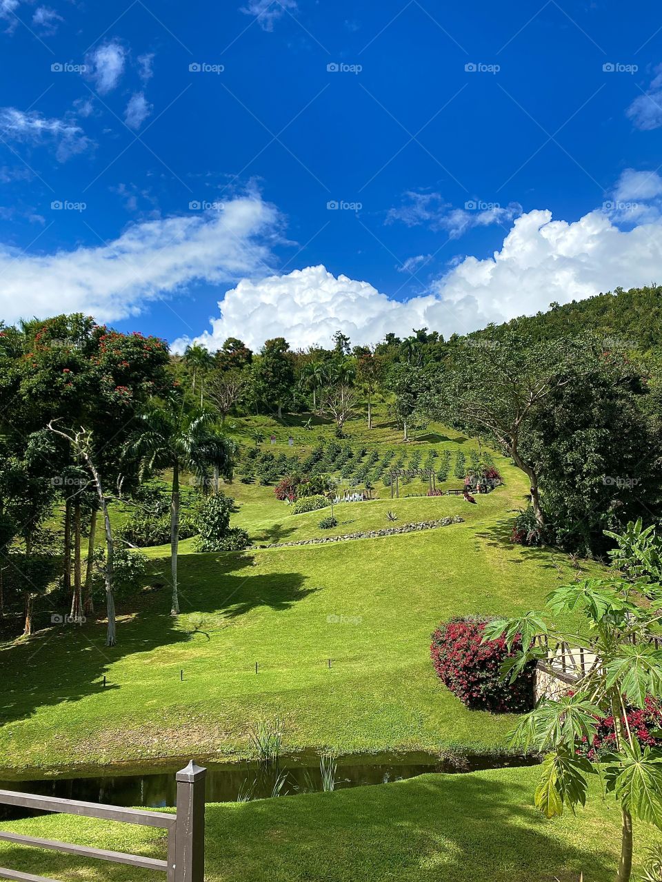 Stunning mountaintop coffee farm and cafe in Puerto Rico called Hacienda Munoz