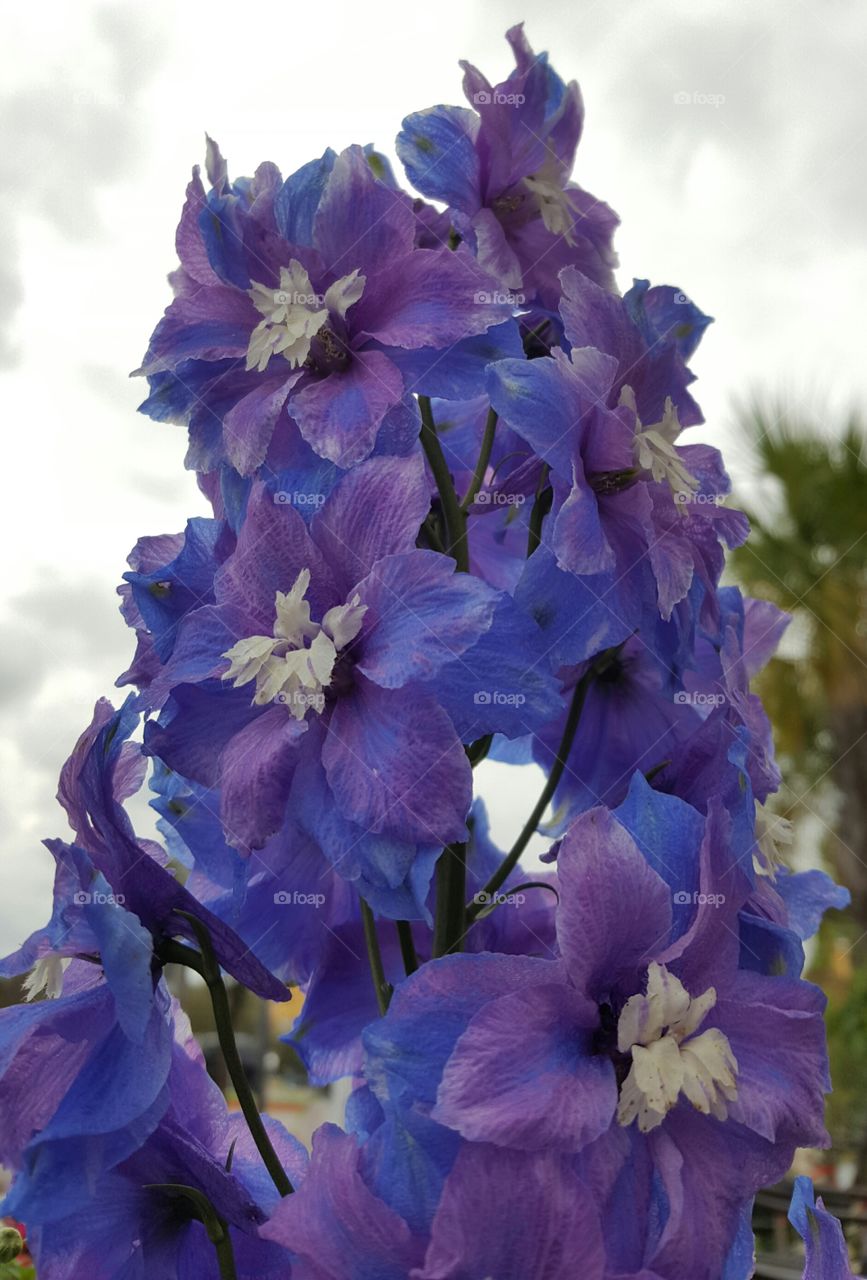 purple delphinium