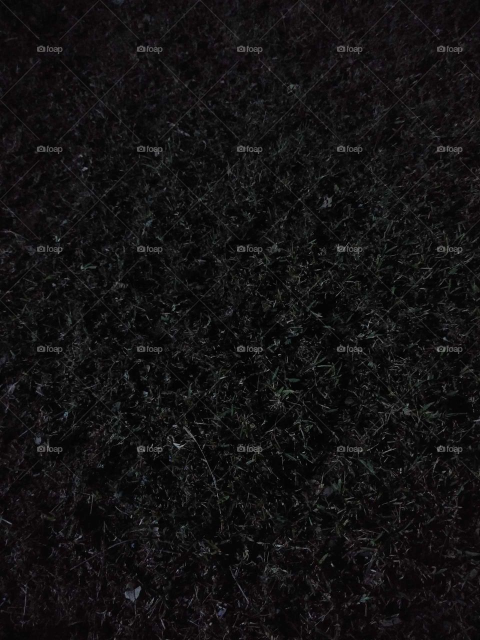 lawn grass in the night