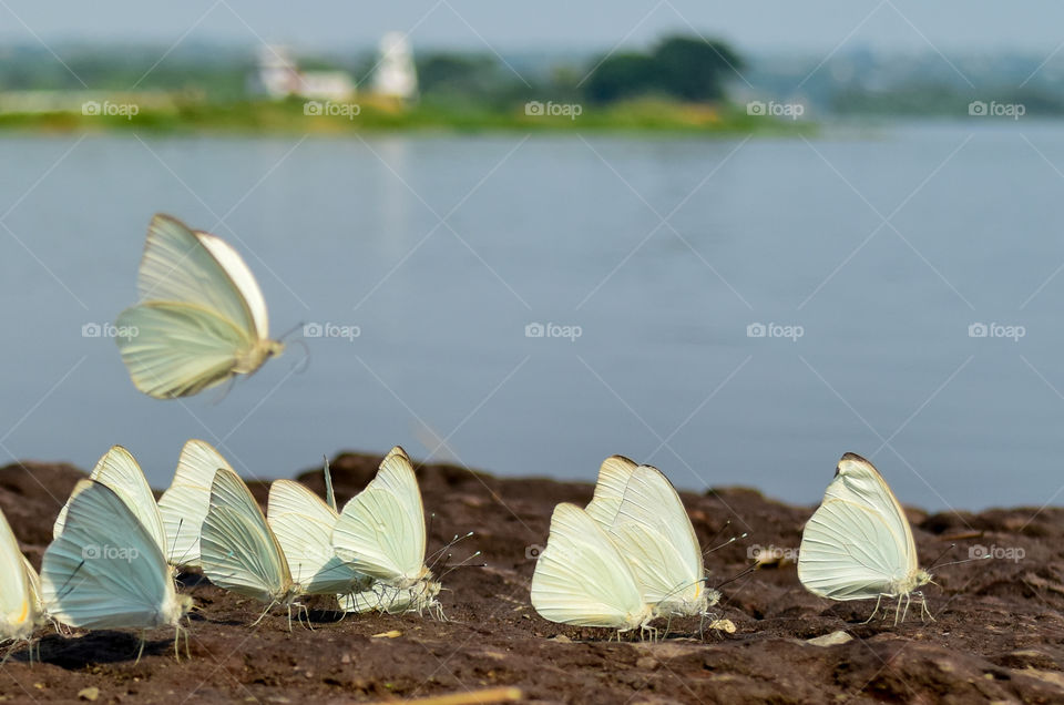 butterfly