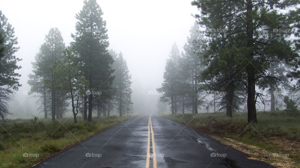 Foggy Road