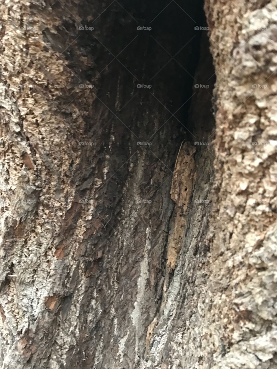tree hole 