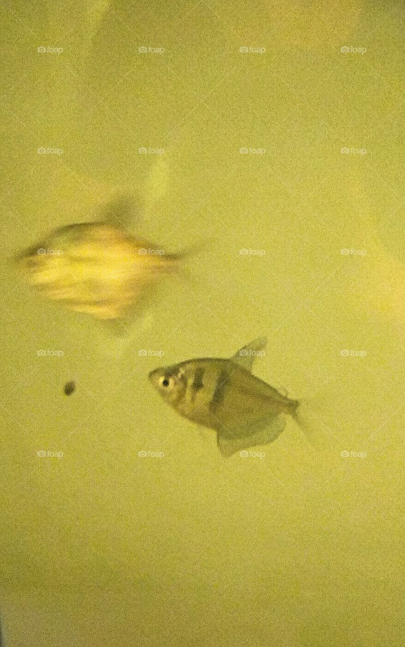 a little fish swimming in some green water with another fish dashing by behind it