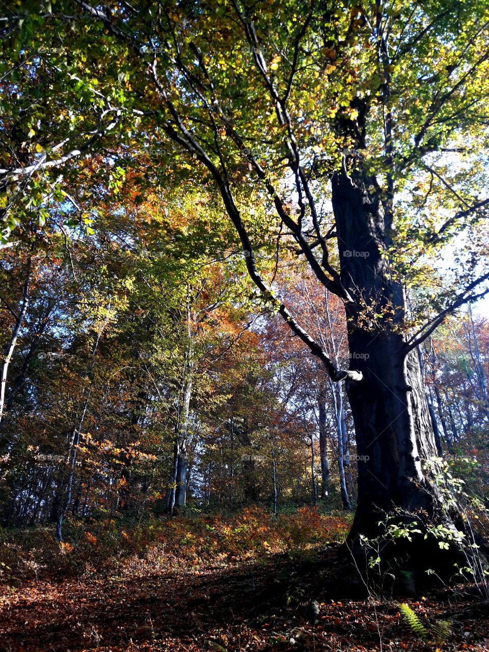 Autumn forest