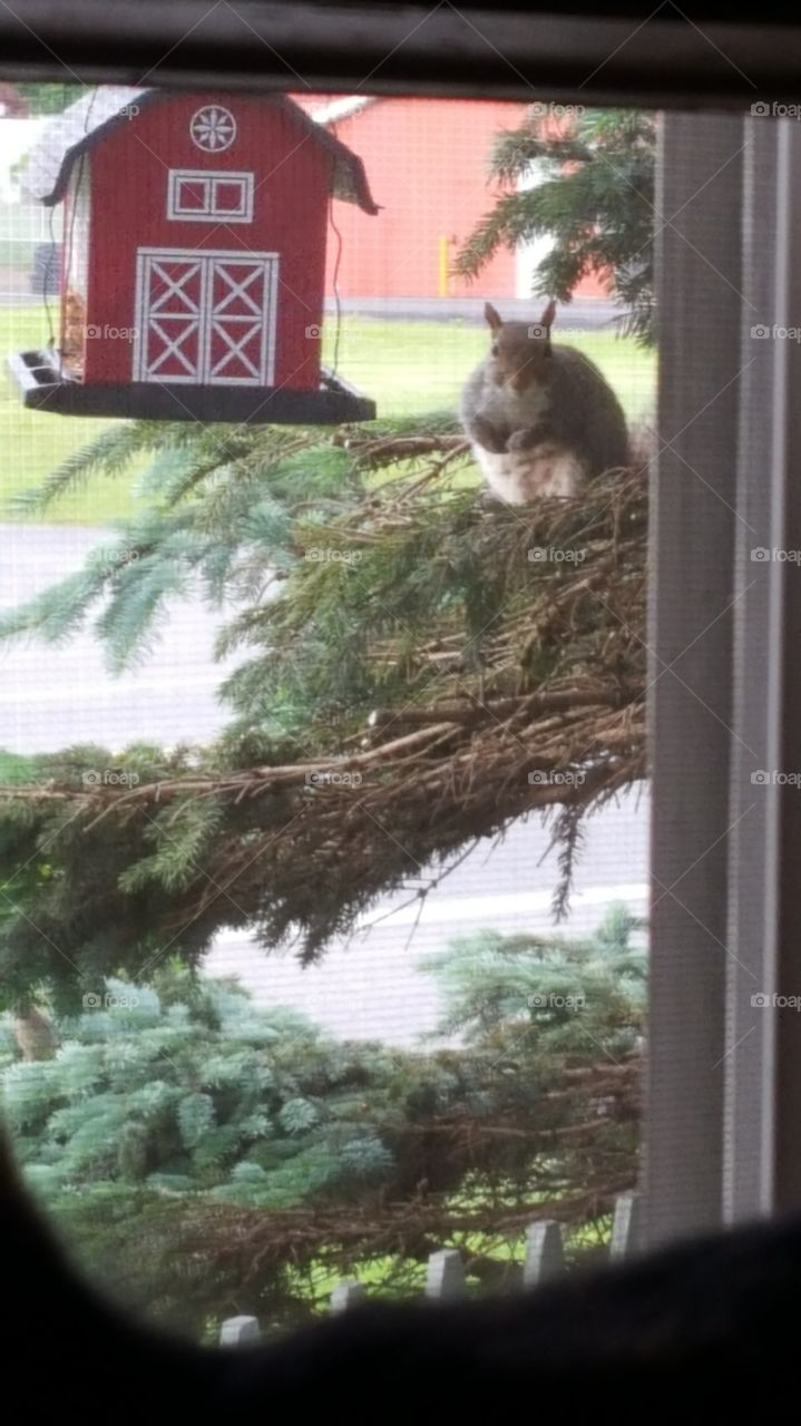 squirrel in tree