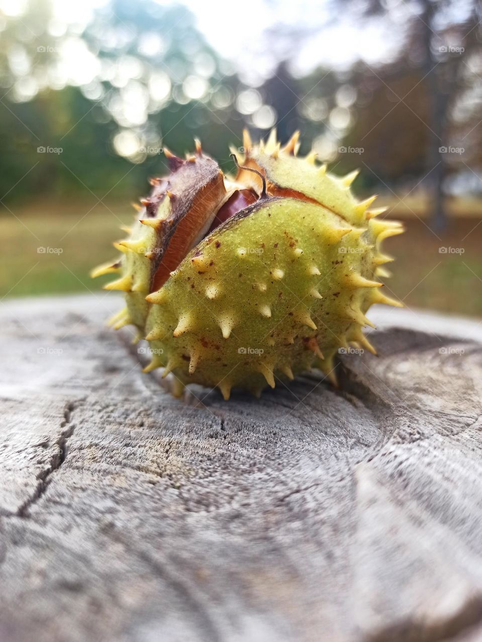 Fall Wins! (Bonus Exclusive Mission)