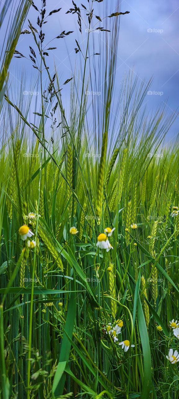 Wheat and Flour (wer)