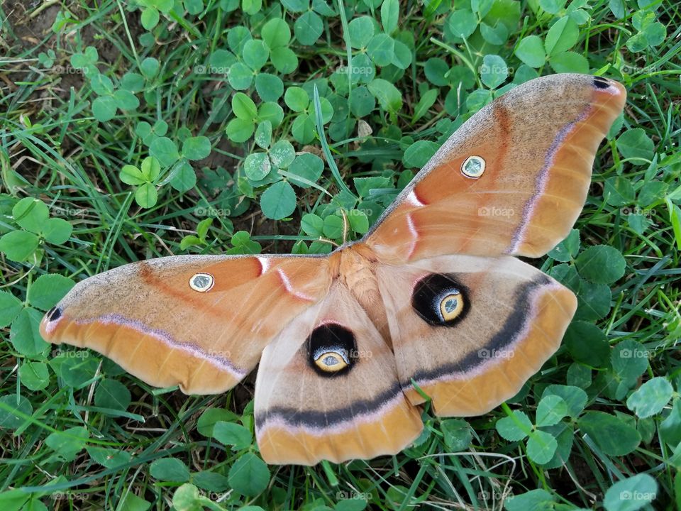 polyphemus moth