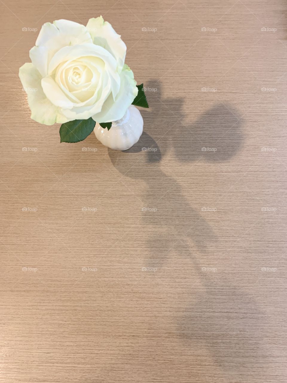 White rose on the wooden table