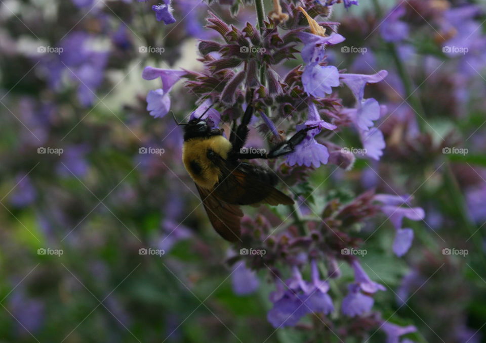 Bee on a Flower