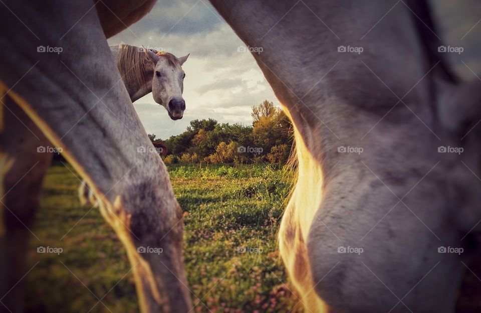 Two Gray Horses in a Pasture with One Looking