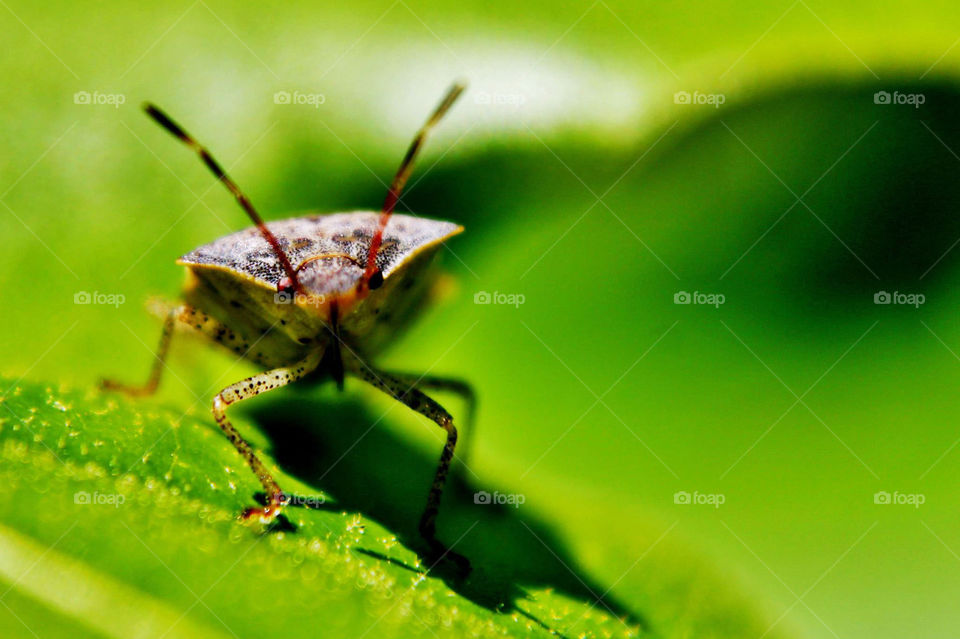 Close-up of a bug on leaf