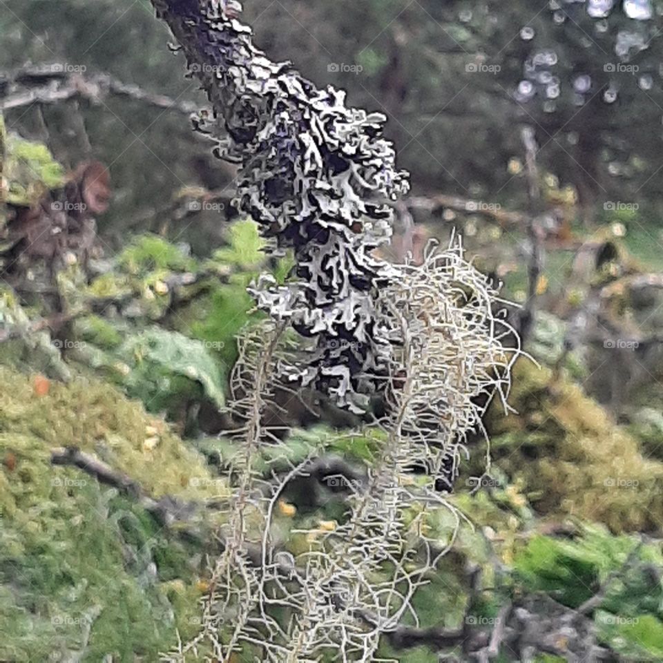 hanging lichen