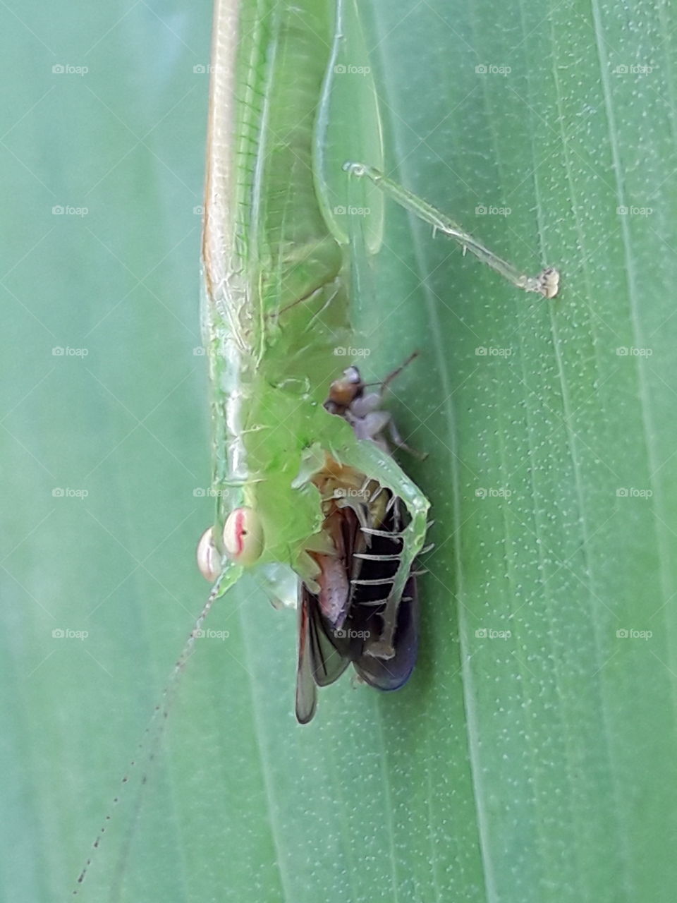 Carnivore Grasshopper