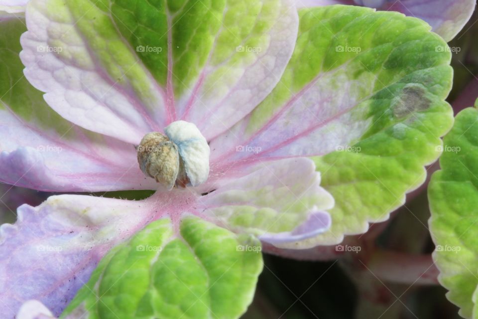Hydrangea Garden Flower