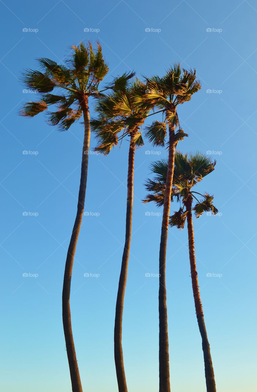 Venice Beach California palm trees