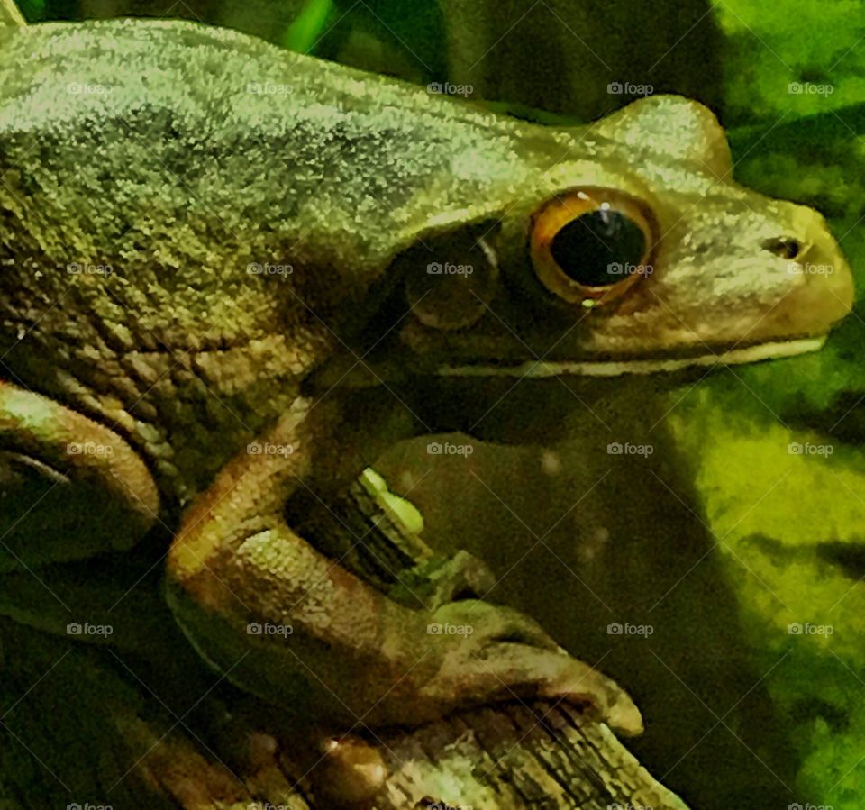 White lip frog