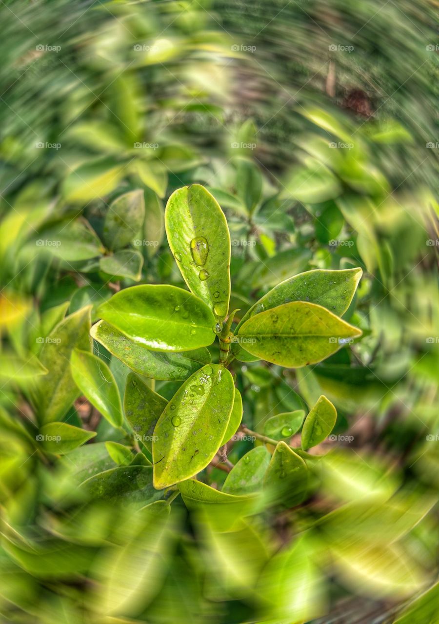 Swirly leaf