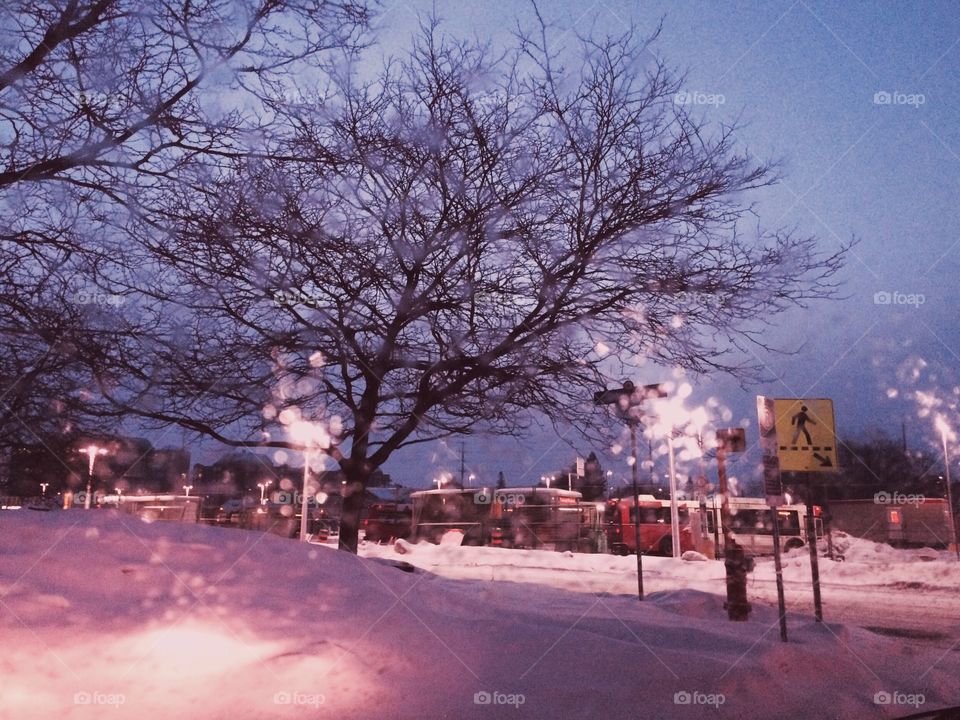 Bare tree on snowy landscape at night