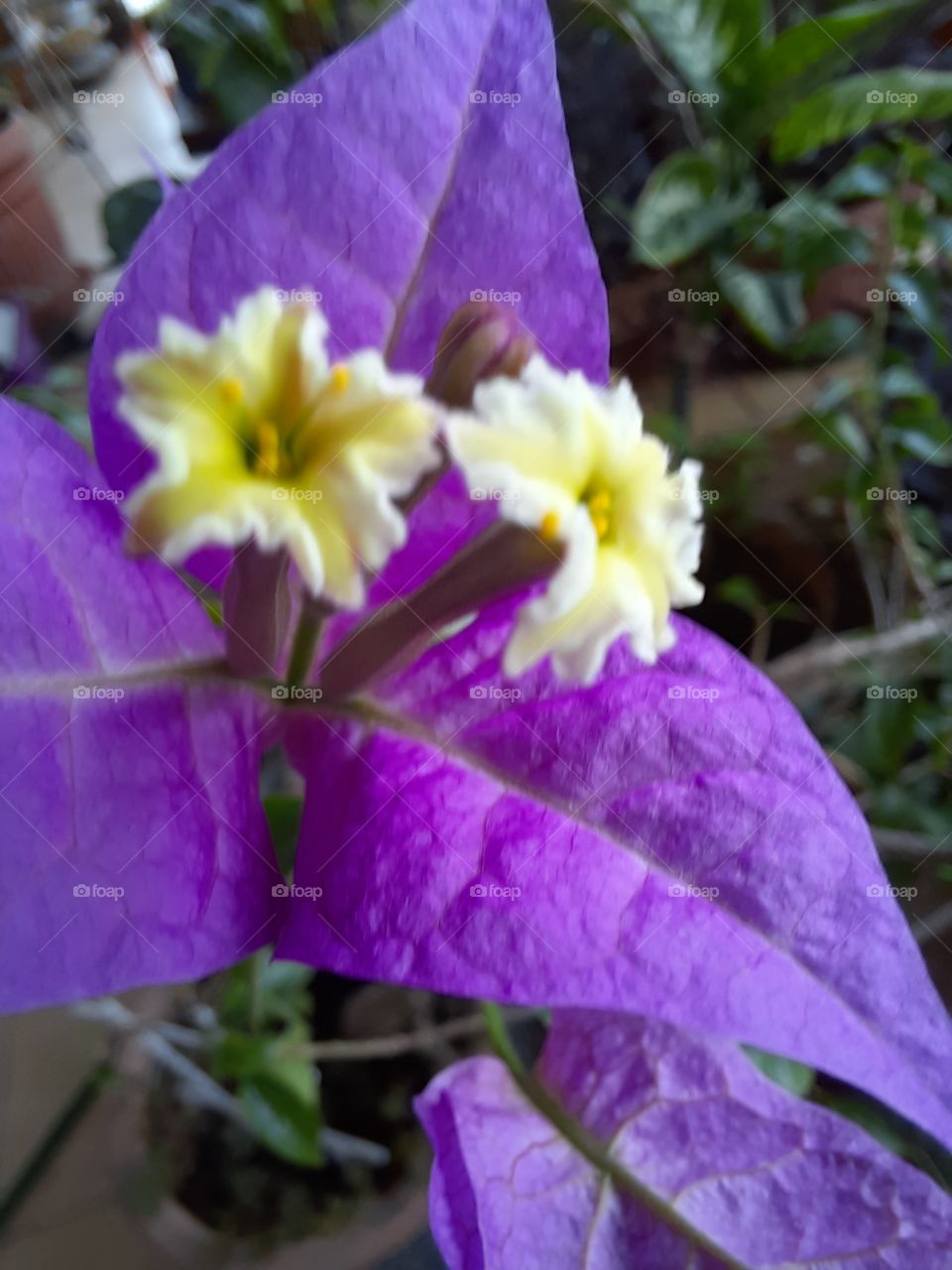 close-up  of a bougenvilla flower in conservatory