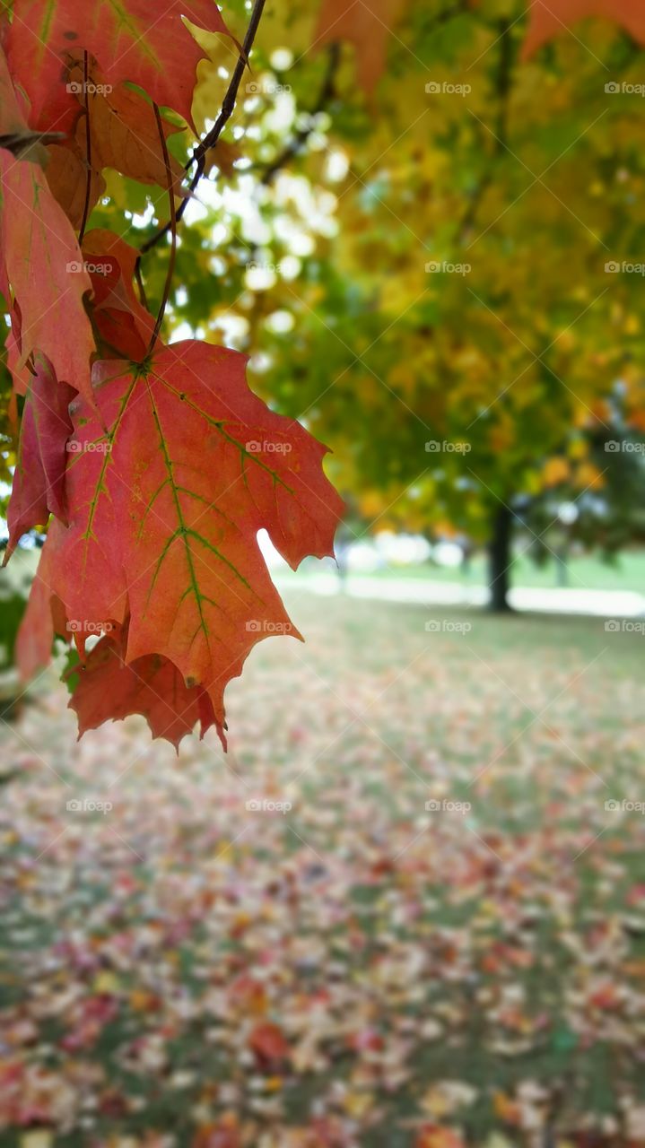 Beautiful tree leaves