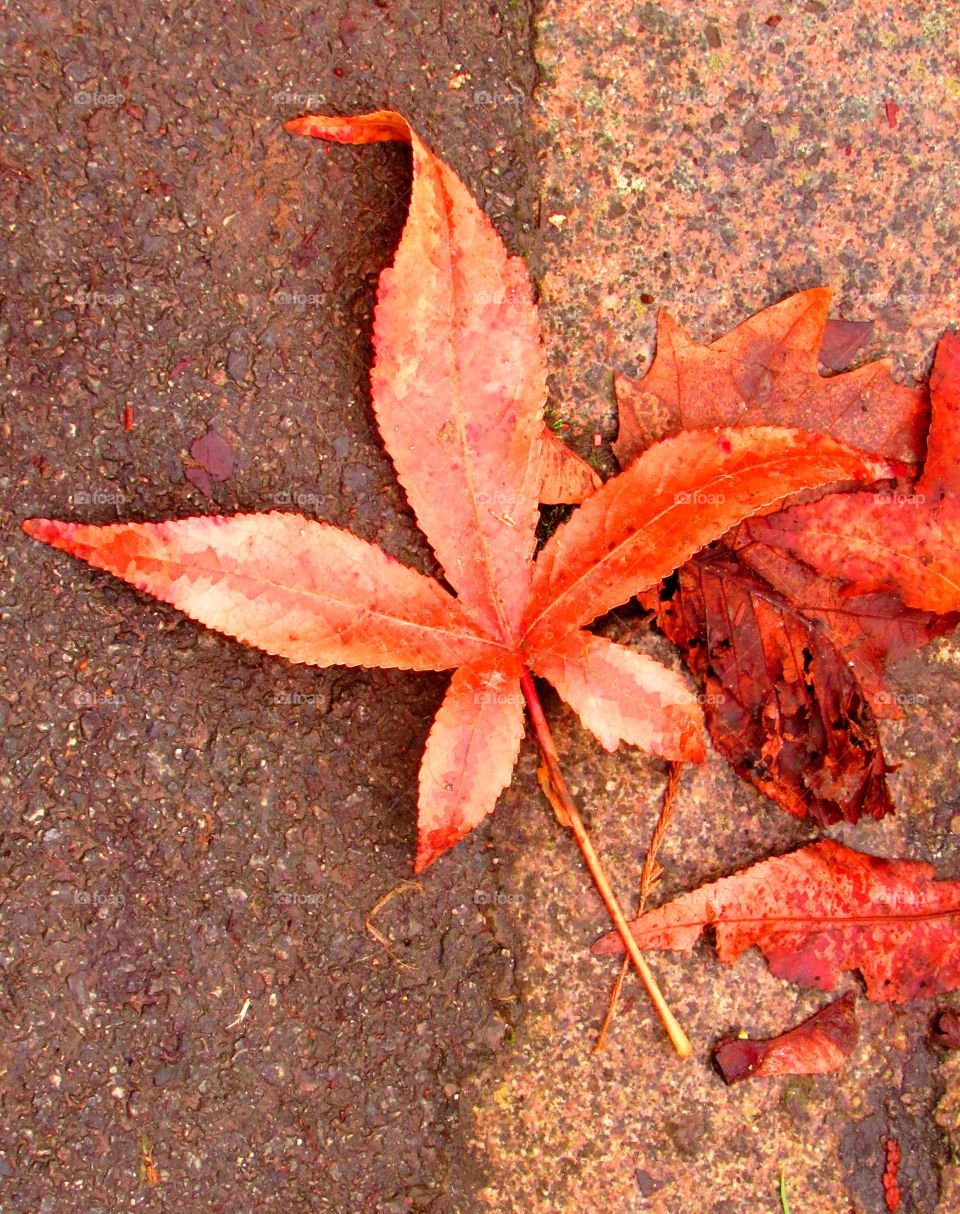 beautiful leaf