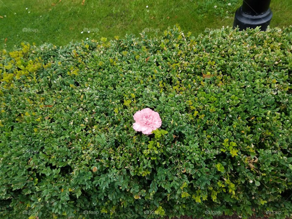 lone pink flower