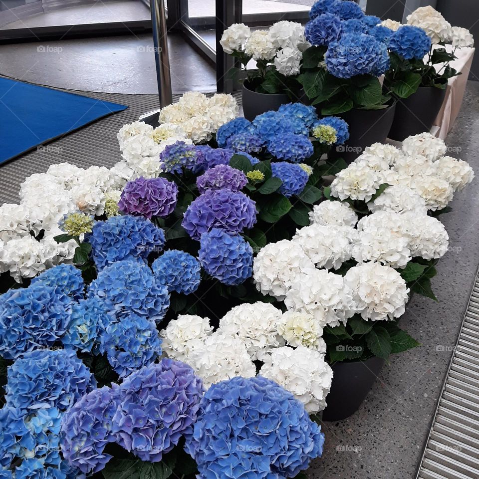 hydrangea
