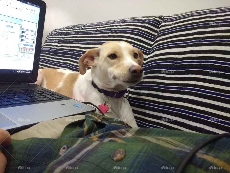 dog looking disappointed beside laptop computer