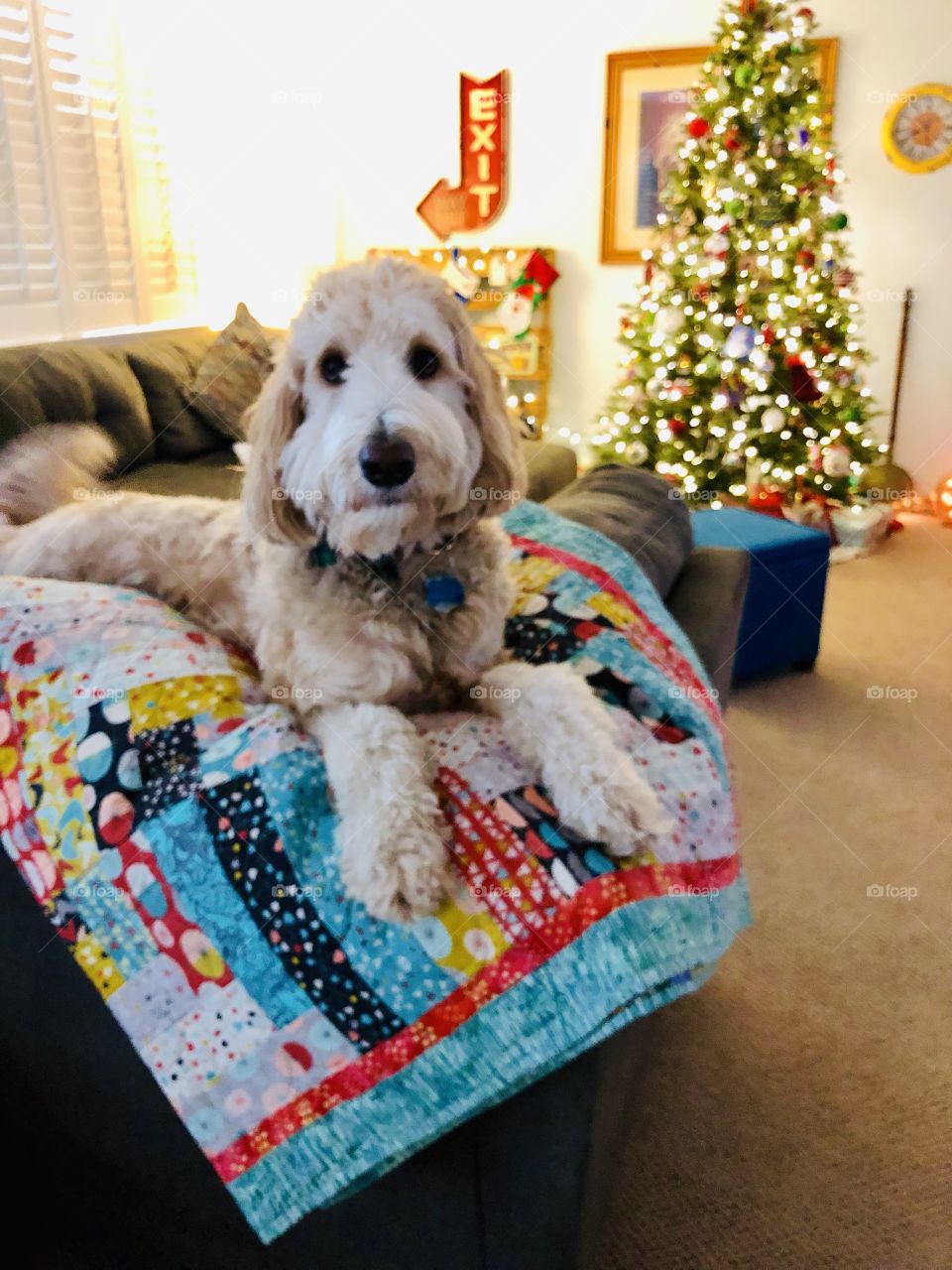 Labradoodle at christmas time!
