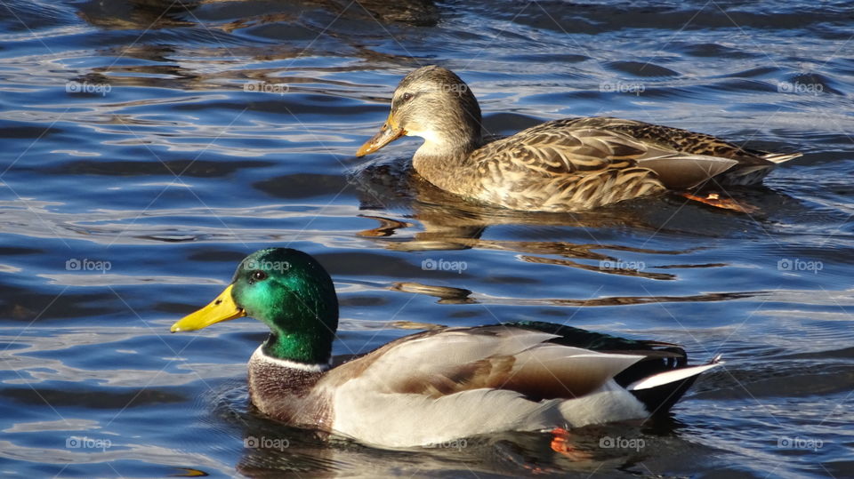 a couple of wild ducks in the pond