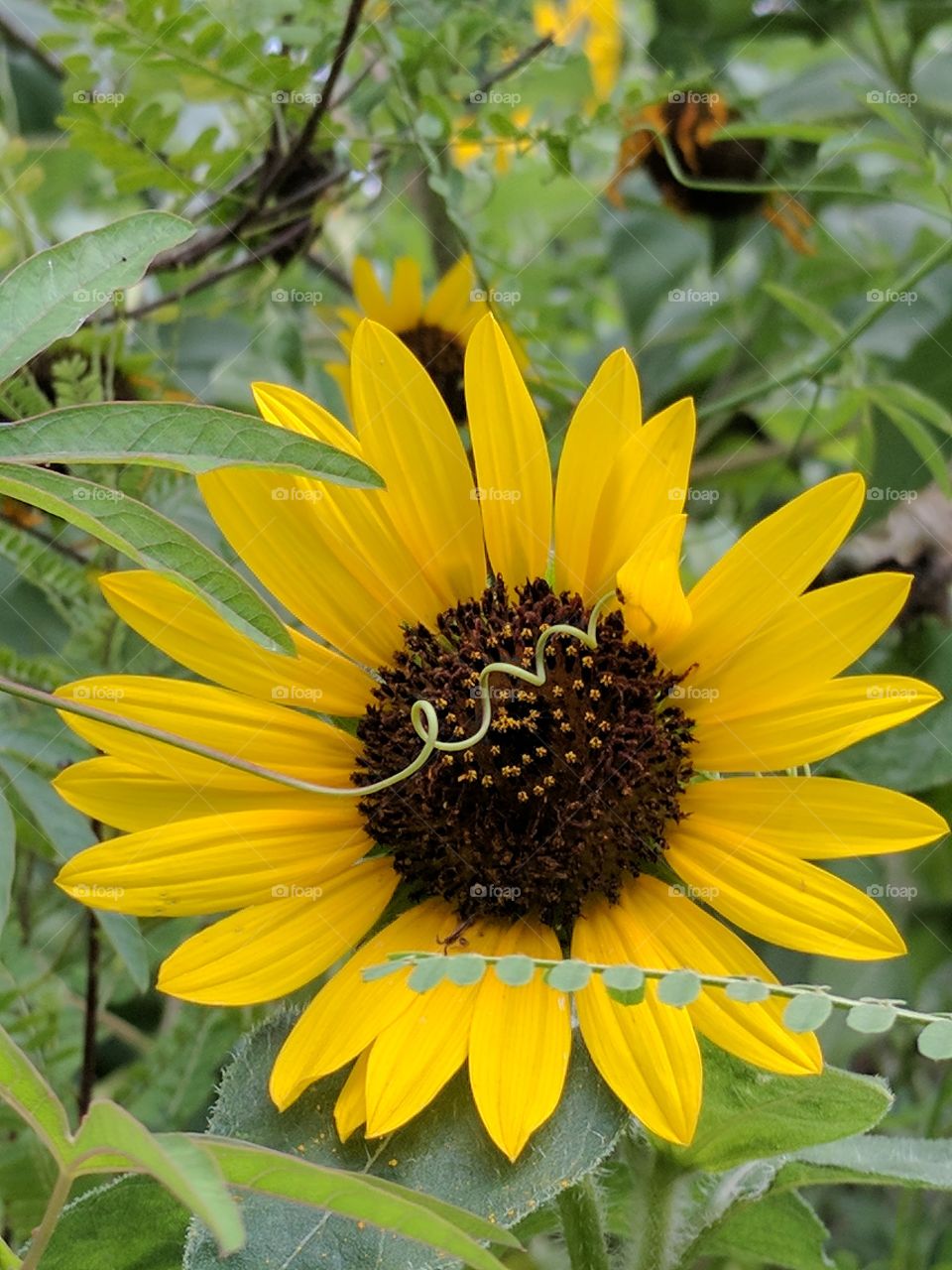 happy sunflower curly q & all