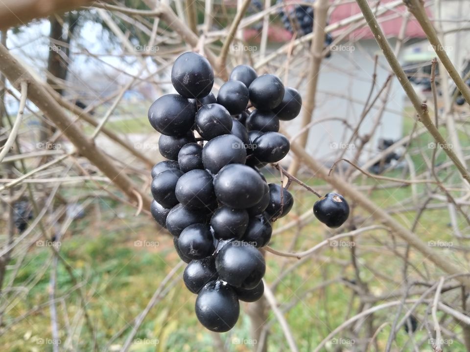 Black berries)