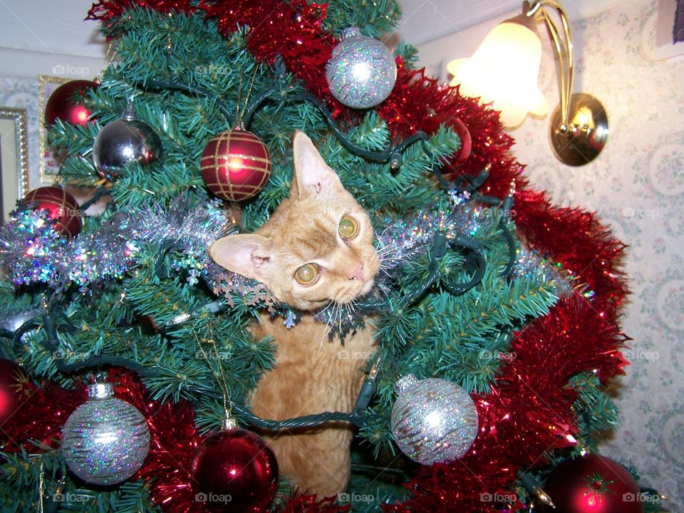 Cat in Christmas tree