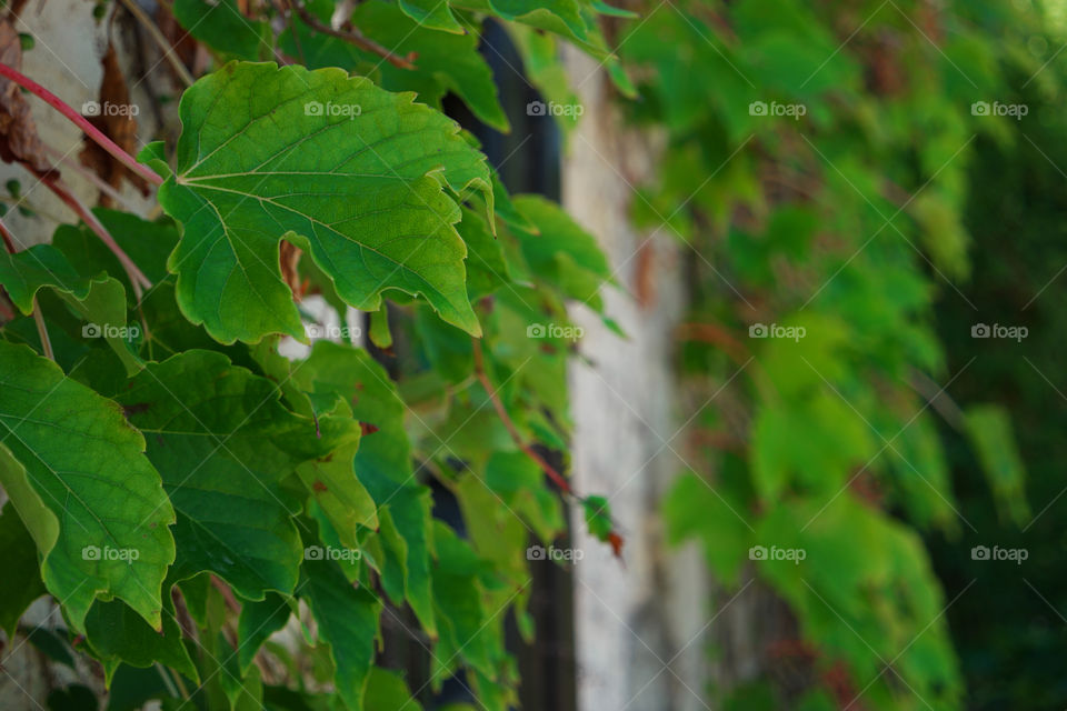 green leaves