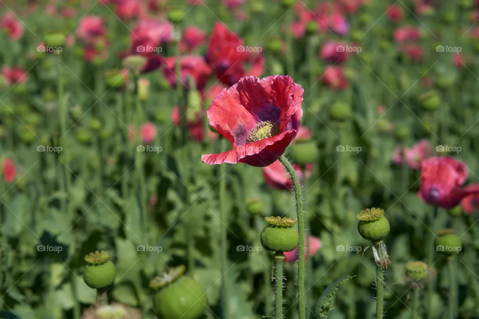 Poppy 