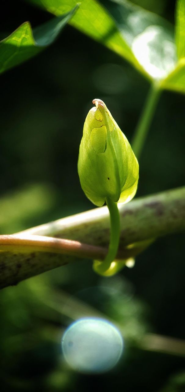 New life