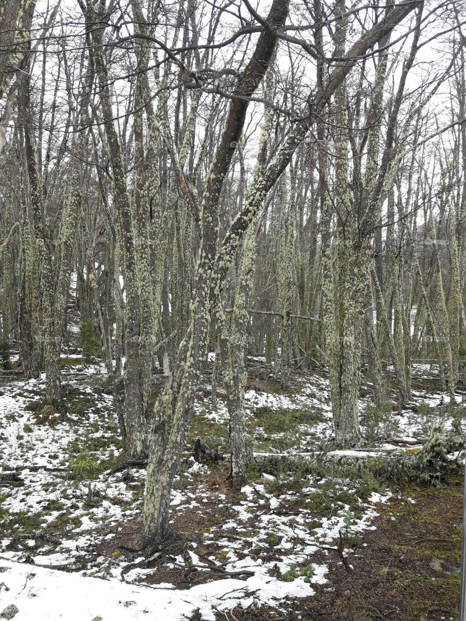 Andean patagonian forest