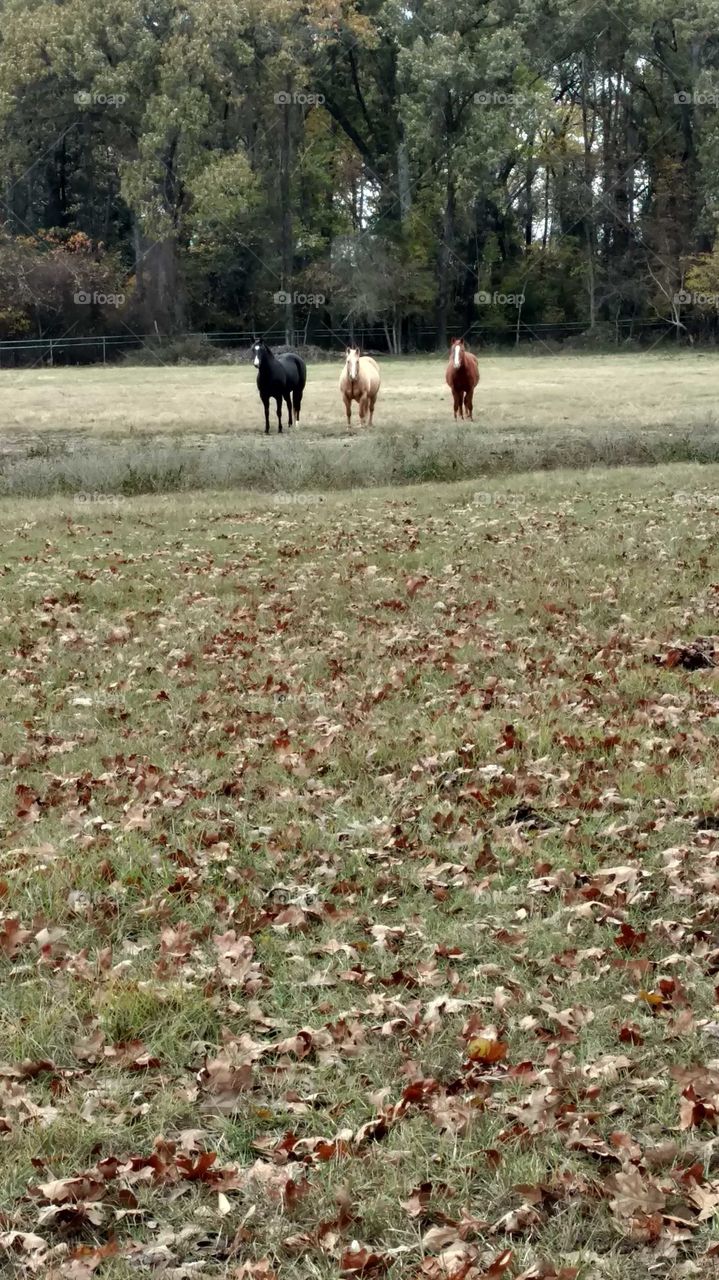 Horses Hanging Out on the Ranch