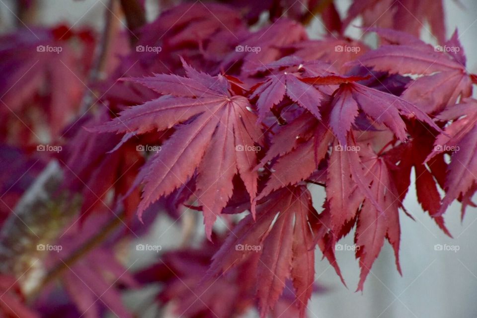 Darryl Wilson . Spring photo