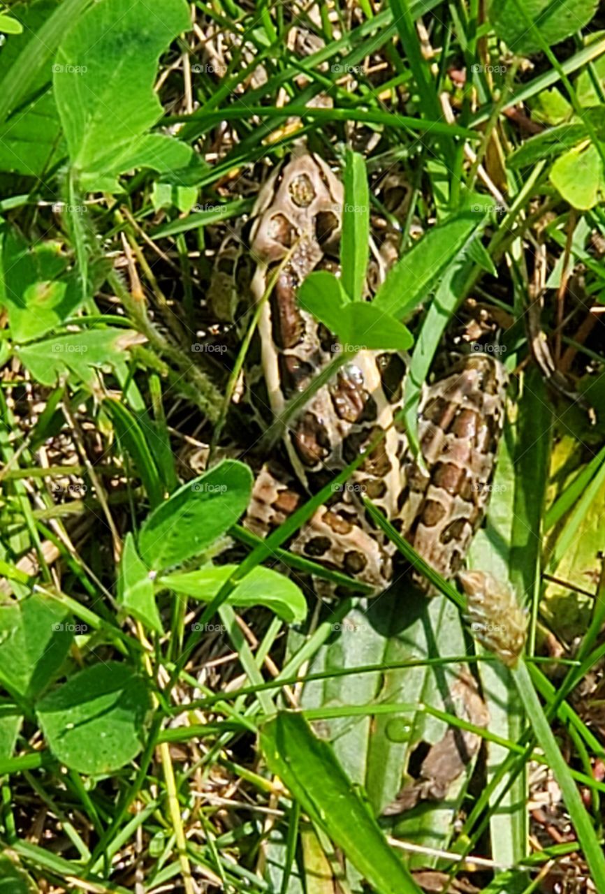 Northern Leopard Frog