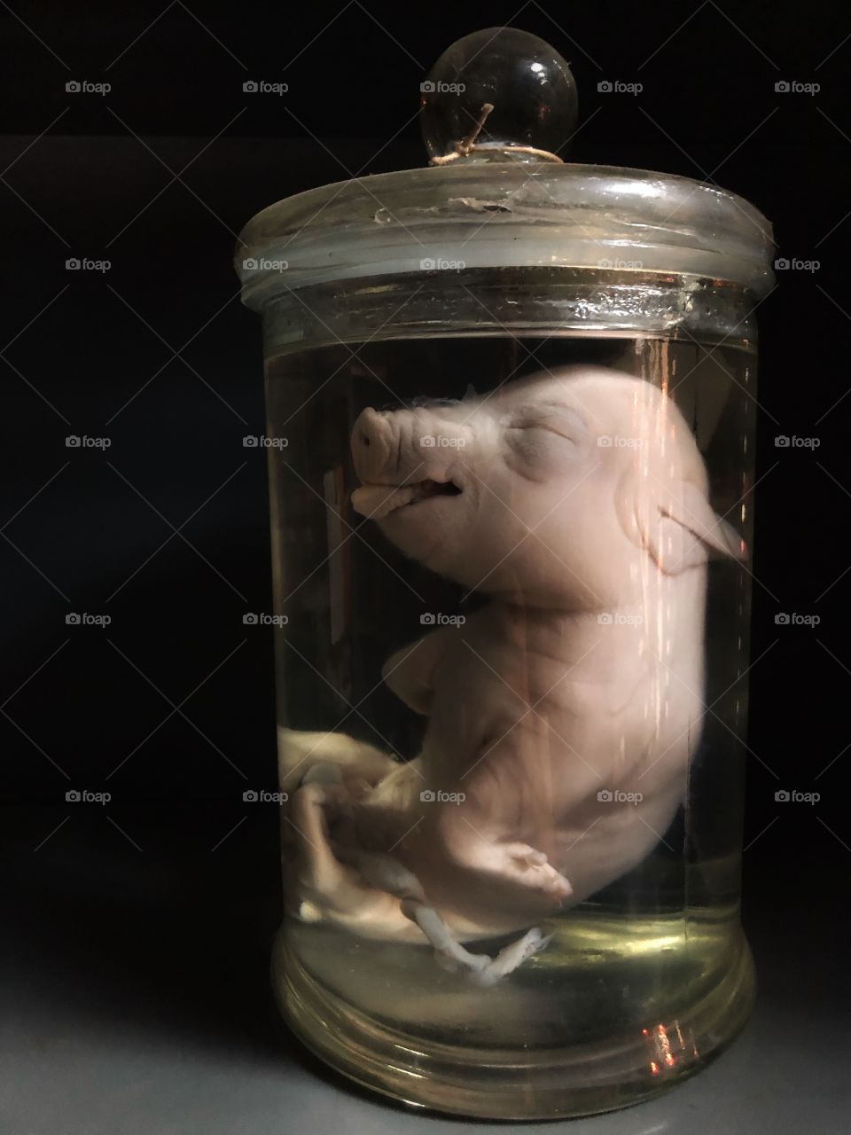 Fetal piglet in a jar preserved on formaline