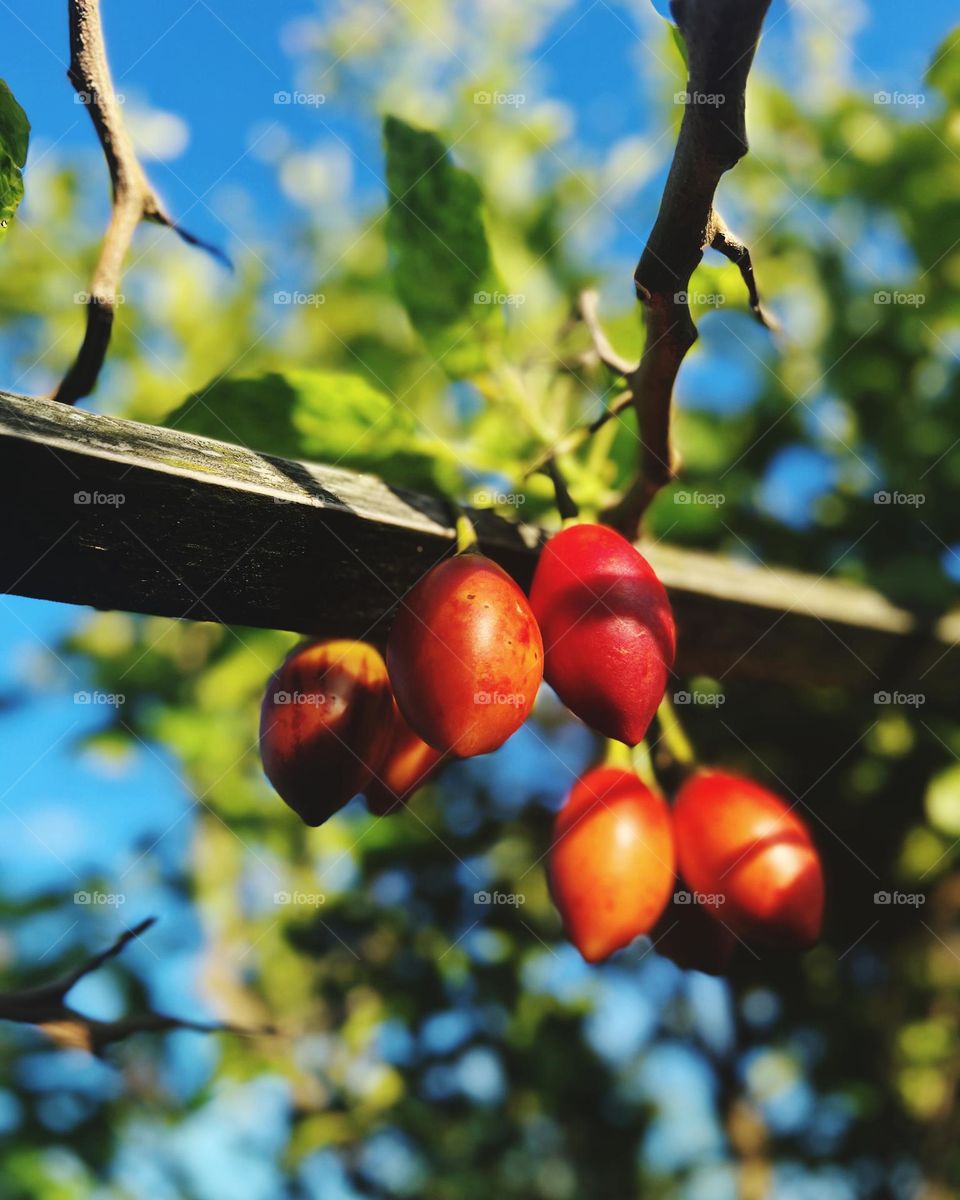 Red Tamarillos fruit 