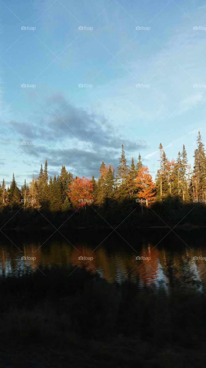 View of autumn trees